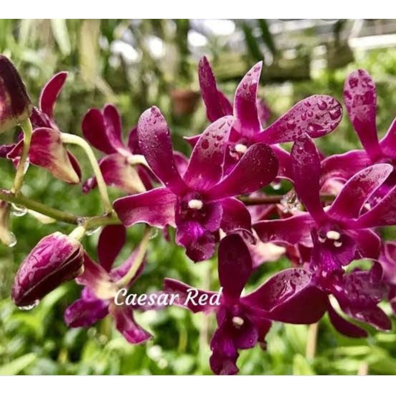 dendrobium caesar red dewasa
