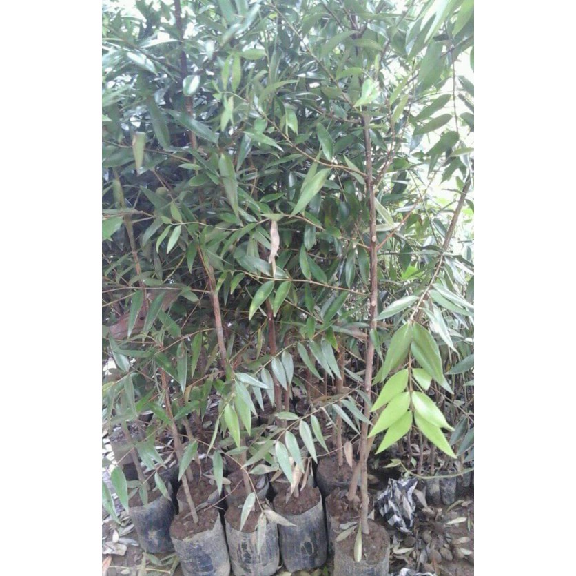 Jual Bibit Tanaman Pohon Kayu Damar Shopee Indonesia 8259