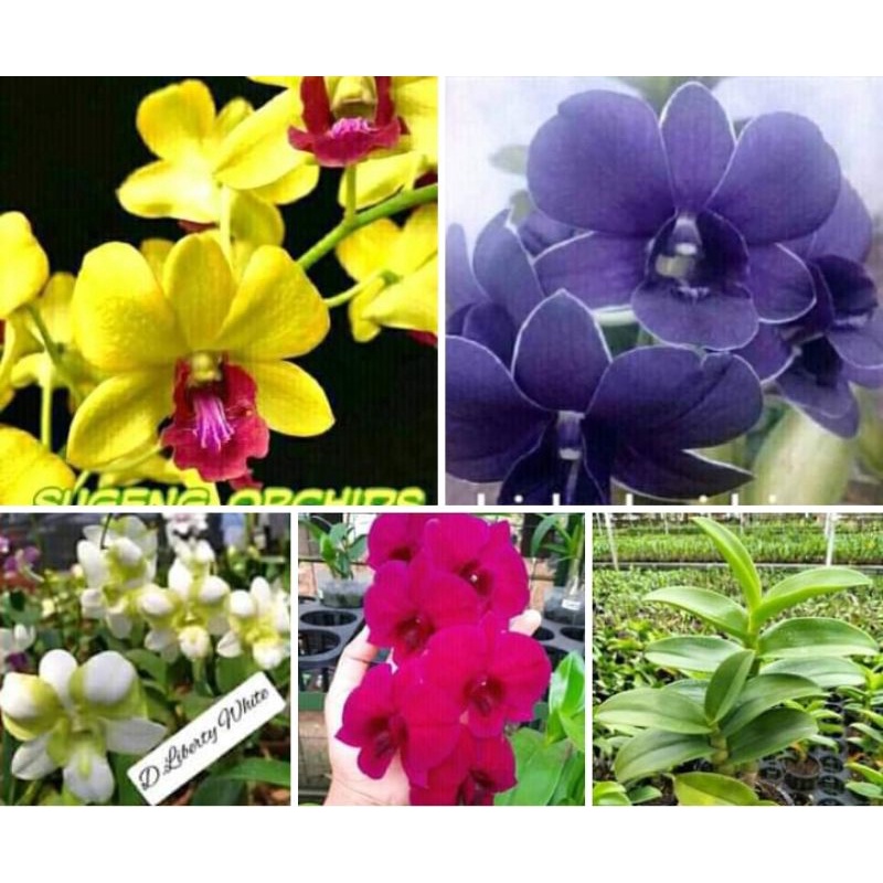 anggrek dewasaan dendro