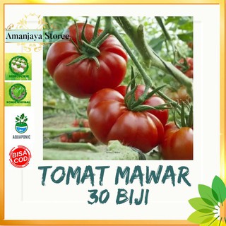 Benih biji TOMAT MAWAR tomat keriting mawar 30 biji bibit sayuran