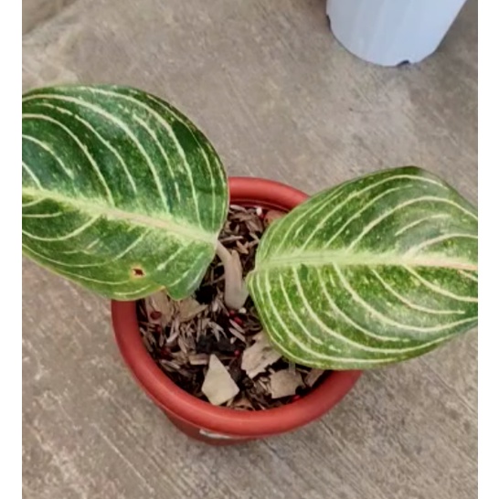 Aglaonema Esmeralda