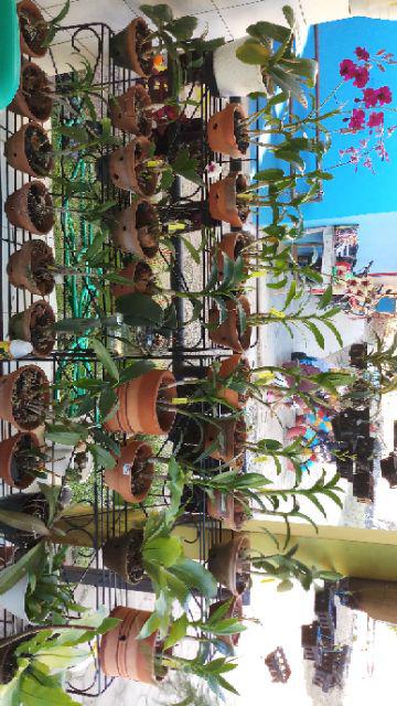 Anggrek Dendrobium Seddling Murah