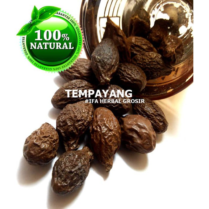 

Jamu Herbal Tradisional Tanaman Obat Buah Tempayang u/ Panas Dalam