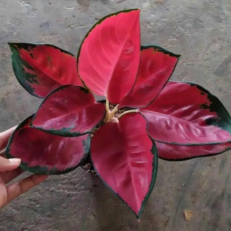 Aglonema suksom jaipong stang pendek/suksom culture