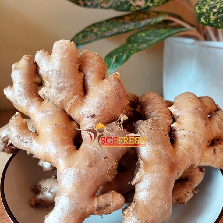 

Jahe Fresh 100 Gram