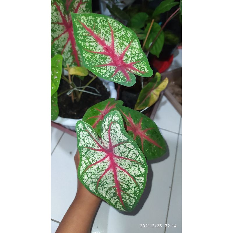 keladi red bone/ white queen