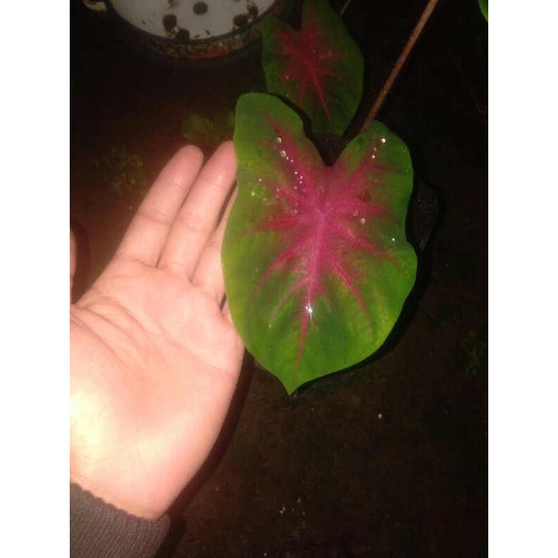 Caladium/Keladi Spider/ Keladi Urat Merah