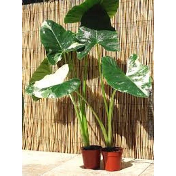 Lompong varigata/alocasia macroriza varigata/alocasia/sente varigata/sente putih