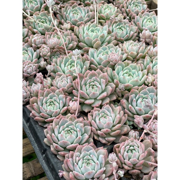 Sukulen Echeveria Prolifica Ala Korea