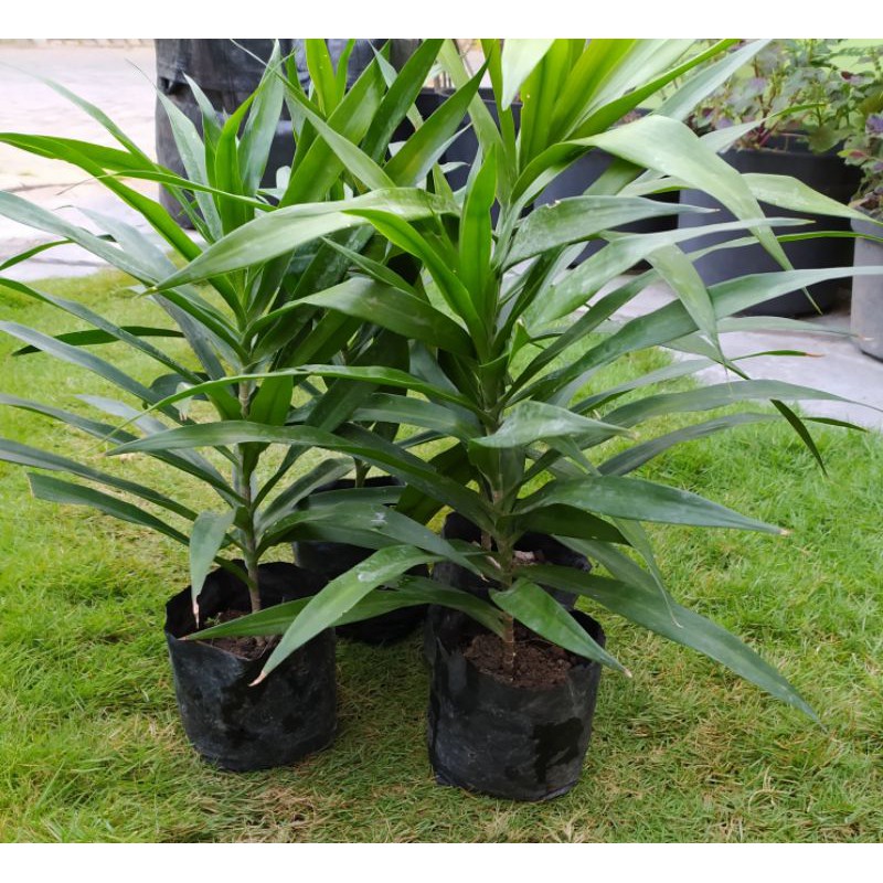 Bibit daun pandan suji