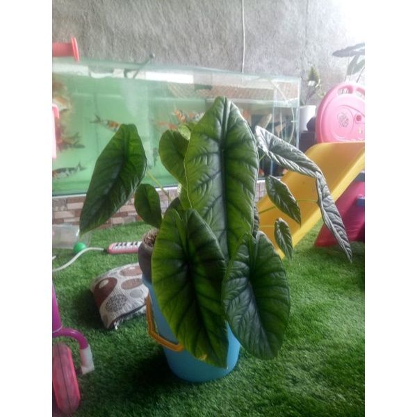 bibit tanaman hias alocasia sinuata borneo / alocasia bornensis/ alokasia puncak borneo