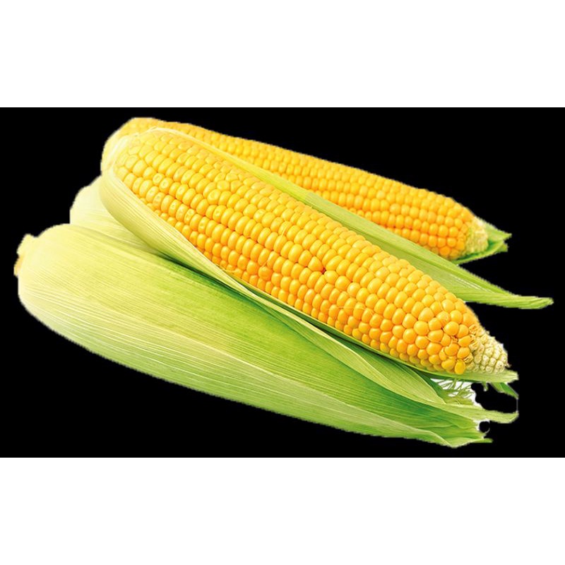 

jagung muda manis