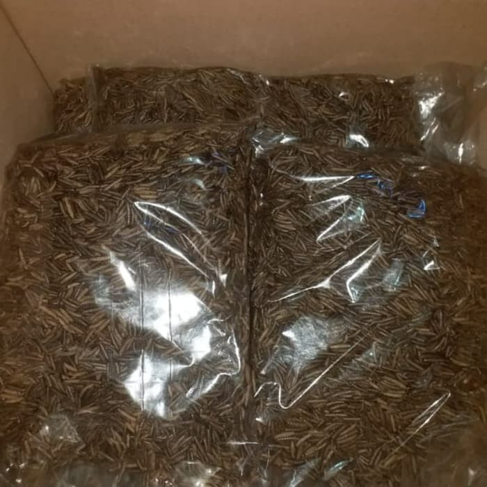 Magot / Larva Ulat Kering Makanan Koi Hewan Ternak