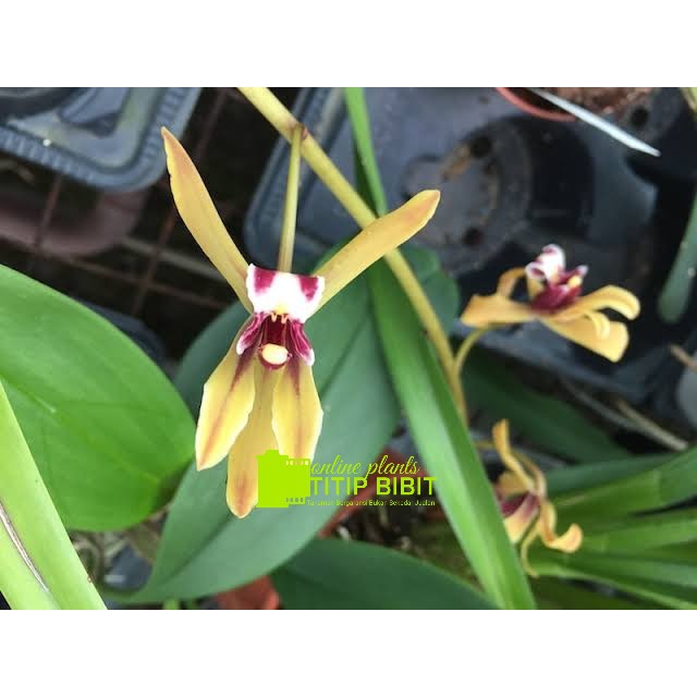 anggrek spesies Cymbidium finlaysonianum