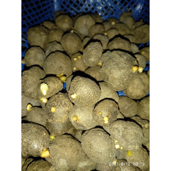 KATAK PORANG TUNAS ASLI ISI 5-50 / BIBIT PORANG DARI BIJI KATAK