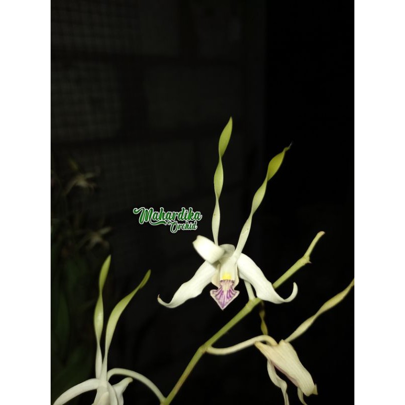 BUNGA HIAS ANGGREK DENDROBIUM ANTENNATUM