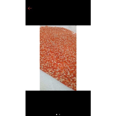 

jagung 10.000