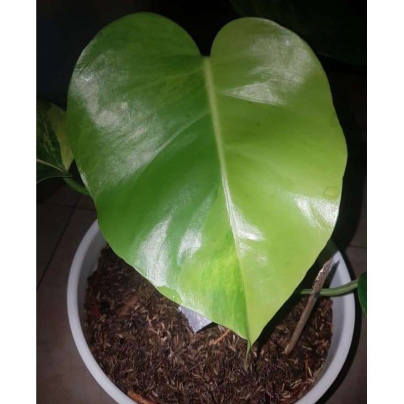 Tanaman Hias Monstera Marmorata Varigata