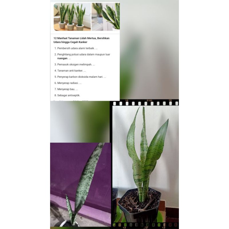 lidah mertua    sansivera | lidah mertua hijau