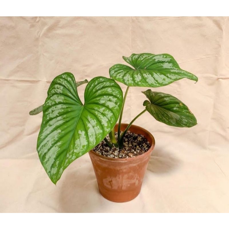 Philodendron Silver Claud-Philodendron Mamei