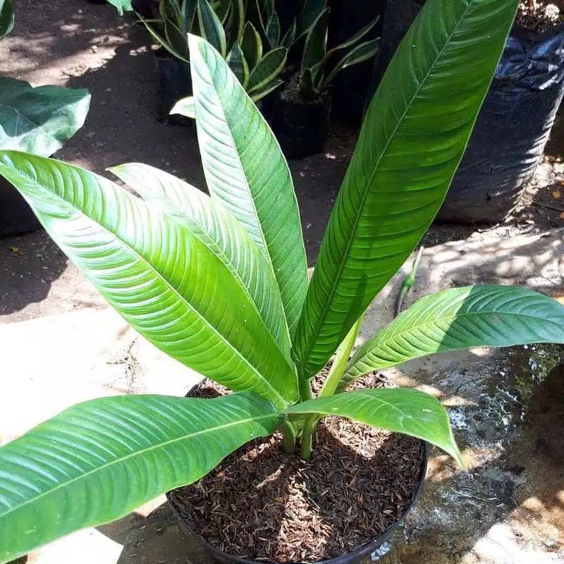 Philodendron Linette | Philodendron Lynette