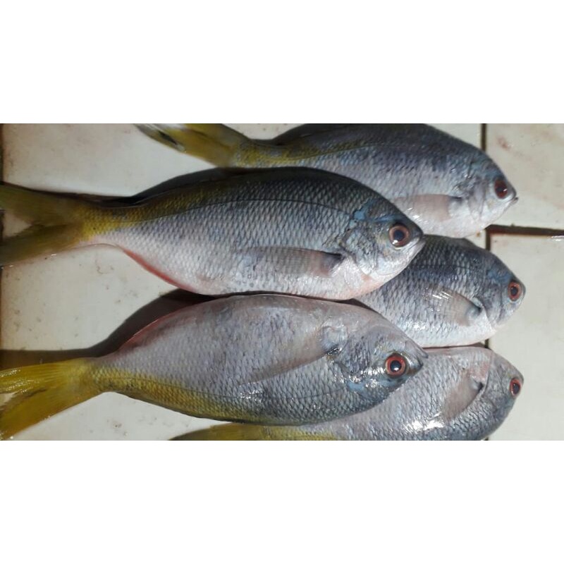 

ikan ekor kuning fresh 500grm