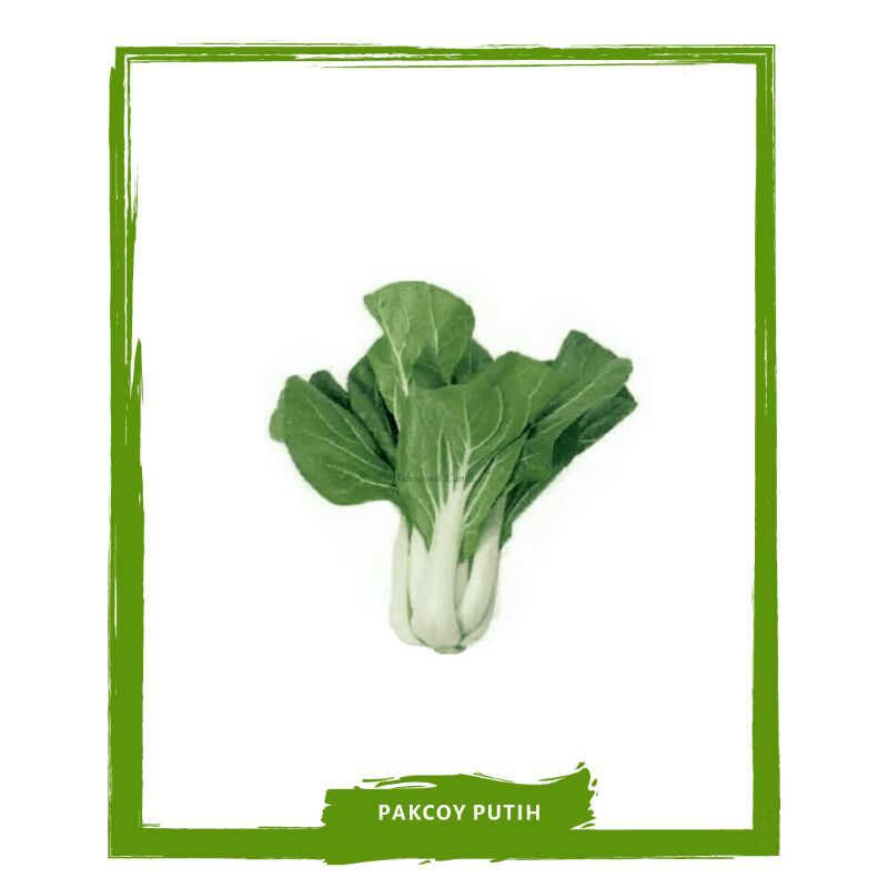 

PakCoy Putih / White Pakcoy / Sayur Sayuran Segar On Mallahrizwa