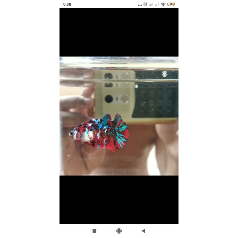 ikan cupang koi galaxy