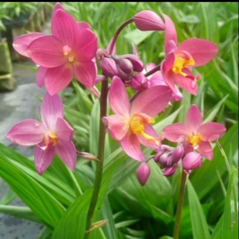 tanaman hias bibit bunga anggrek tanah bibit tanaman hias anggrek tanah/bibit bunga anggrek tanah ta