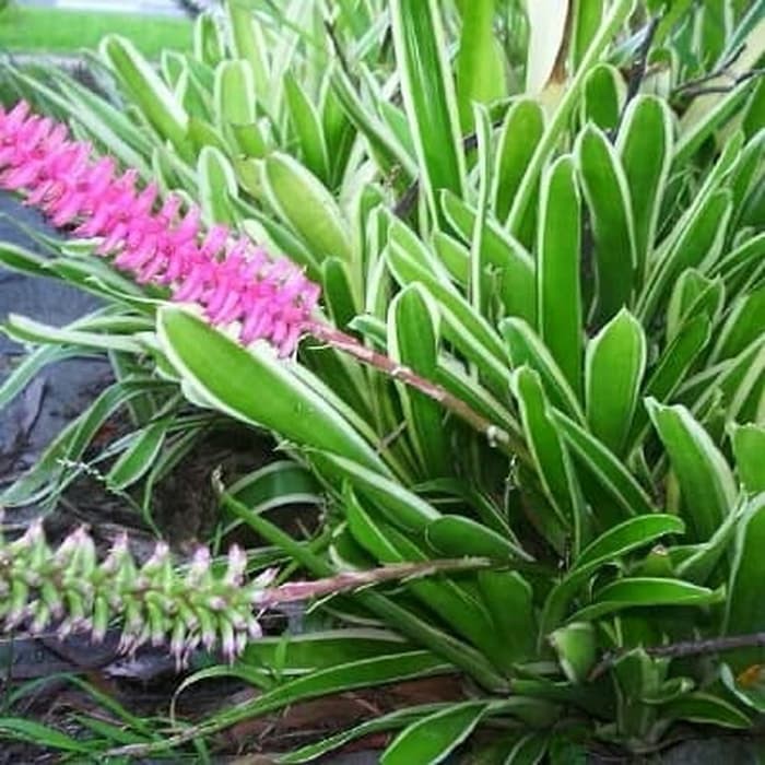 Tanaman Hias Bromelia varigata Bromeliad Variegata putih