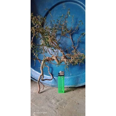 BAHAN DONGKELAN PUTRI MALU