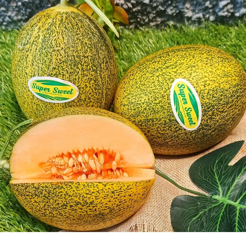 

Buah Melon Hidroponik The Farmhill