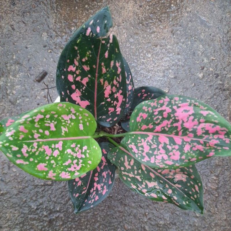 Aglonema Pink Dalmation