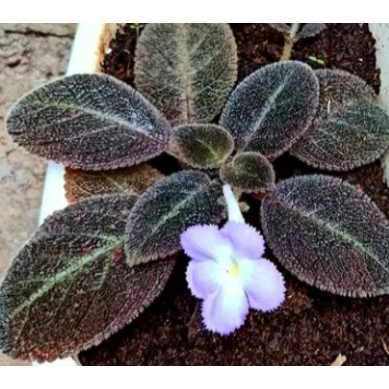 Tanaman Bunga Episcia Import Chocolate Velour Tanaman Bunga Episcia Chocolate Velour