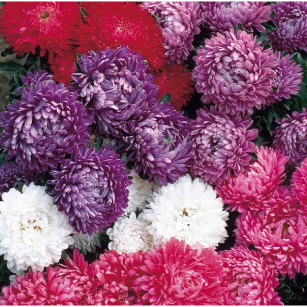 Benih Bibit Biji - Bunga Aster Dwarf Milady Mixed Flower Seeds - IMPORT
