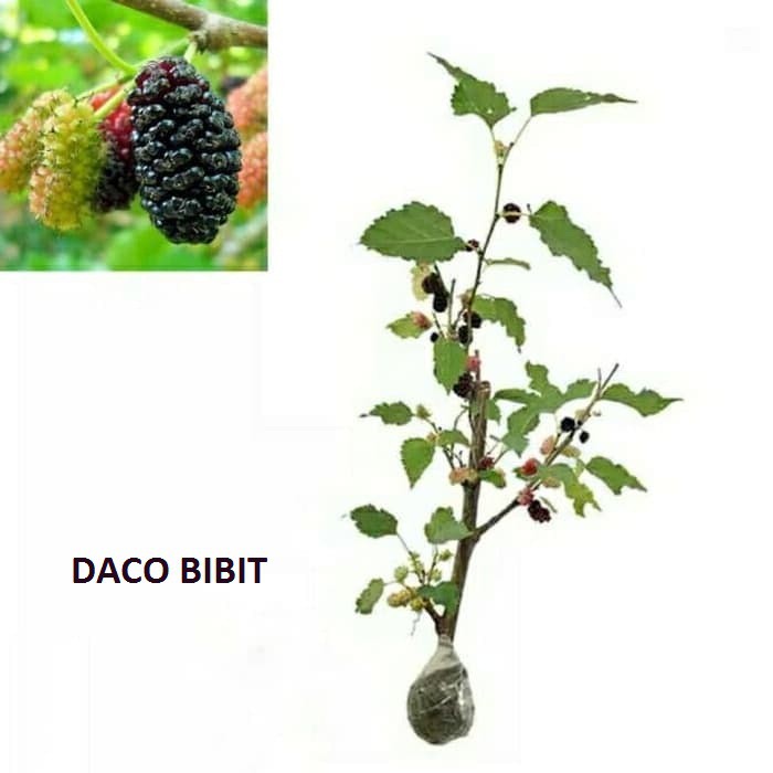 TANAMAN BUAH MURBEI / BESARAN