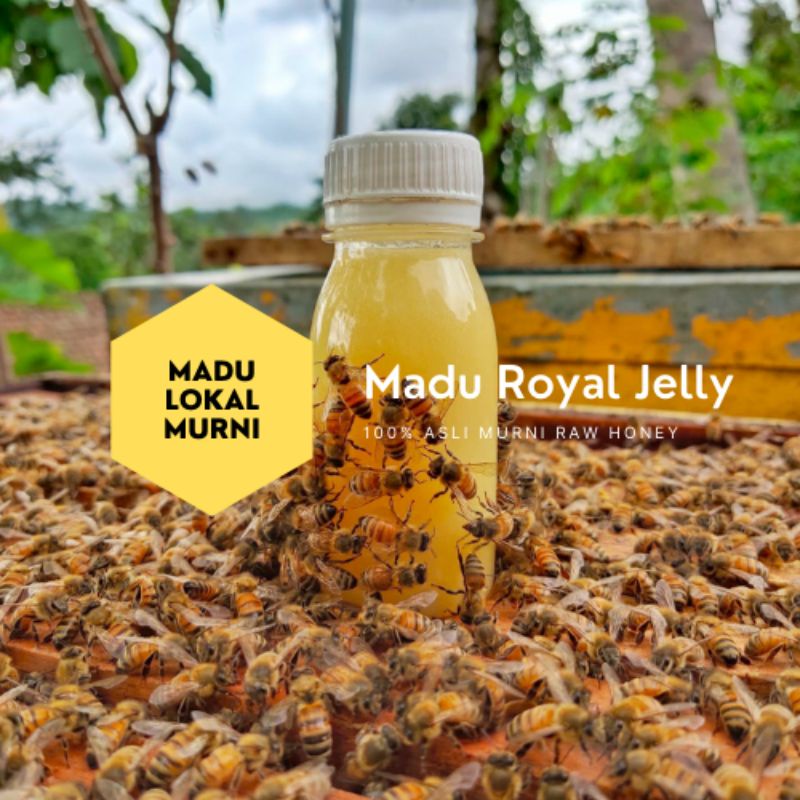 

Madu Royal Jelly Asli/ Campuran Madu & Royal Jelly Asli