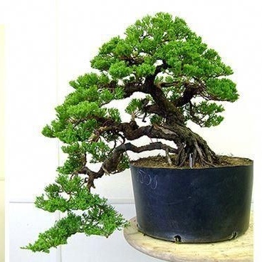 bonsai cemara bajul casuarina sp kondisi sudah jadi