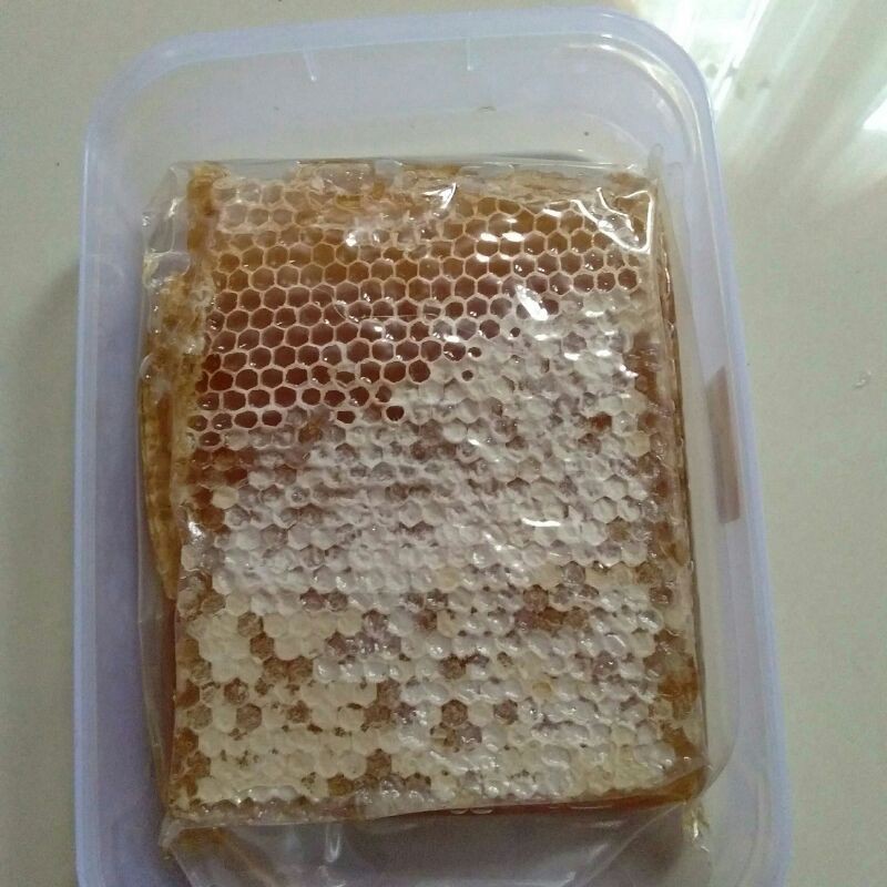 

madu odeng sarang asli 100%