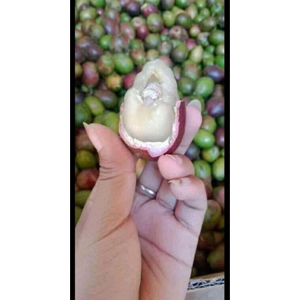 

Buah Matoa/1kilo penurun gula darah