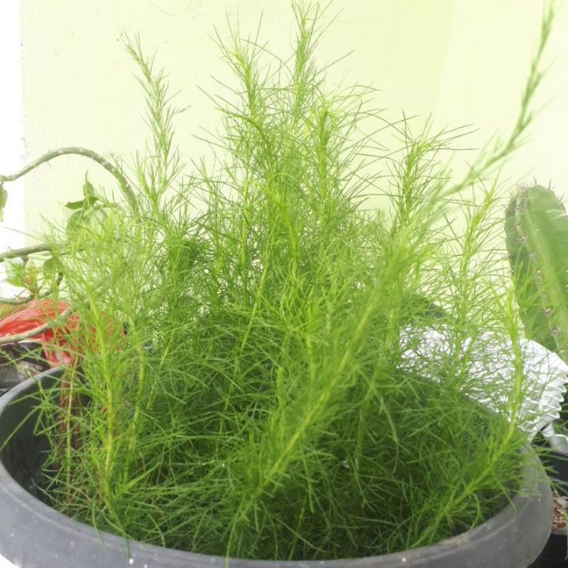 Tanaman pagar cemara air