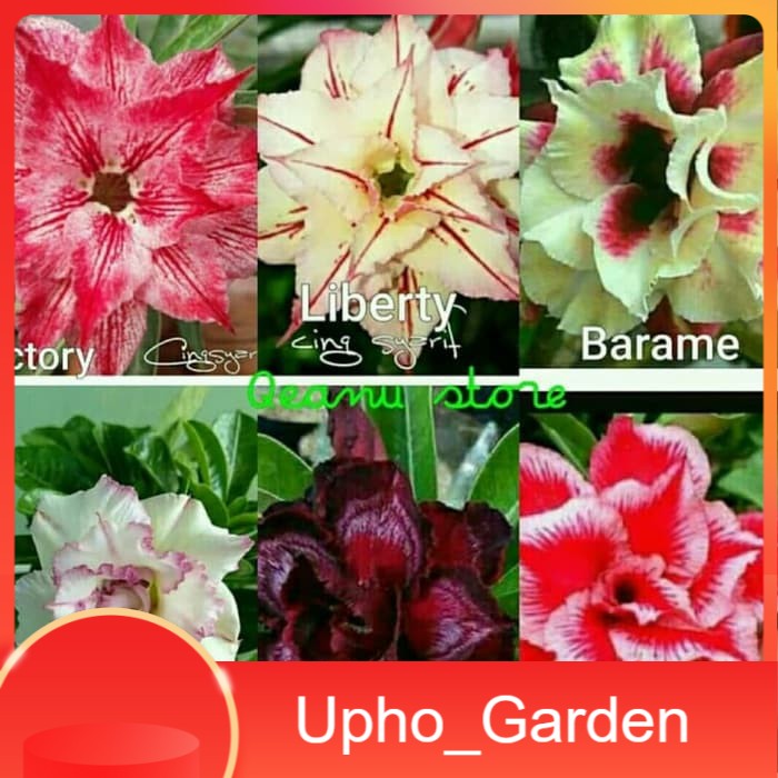 

Paket 6 Bibit Bunga Adenium - Kamboja Jepang Upho_Garden