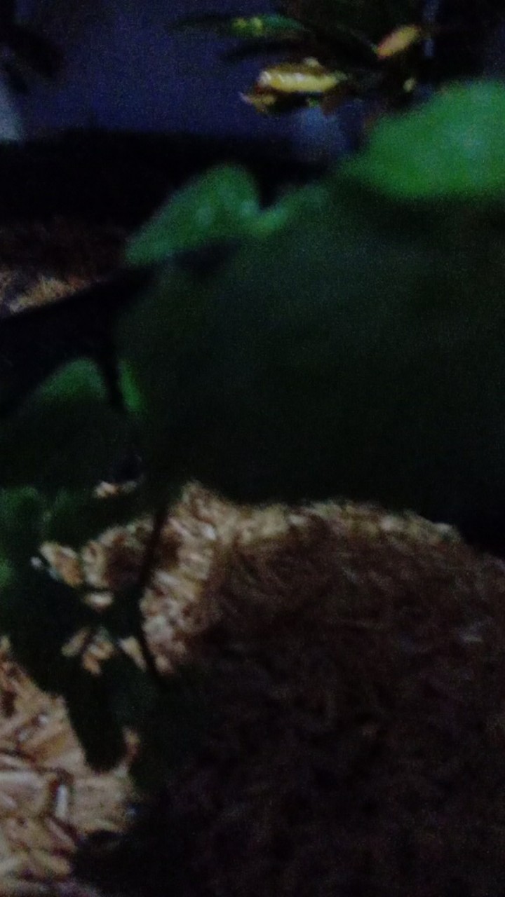 Tanaman Gantung Acalypa Ulat Merah