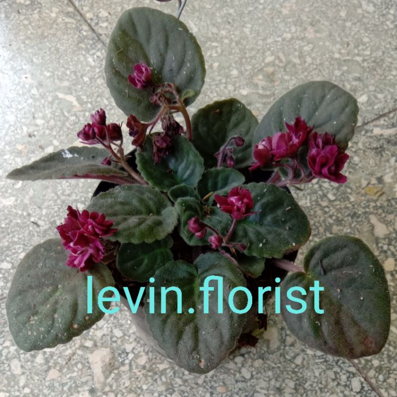 Begonia violces merah tumpuk / mawar / bibit tanaman hias bunga