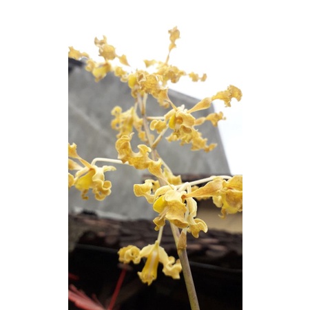 Anggrek Dendrobium discolor merauke