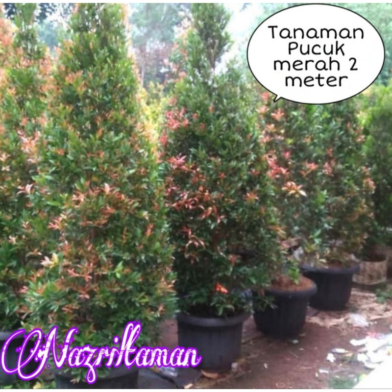 Tanaman hias Pucuk Merah 1,5 Meter