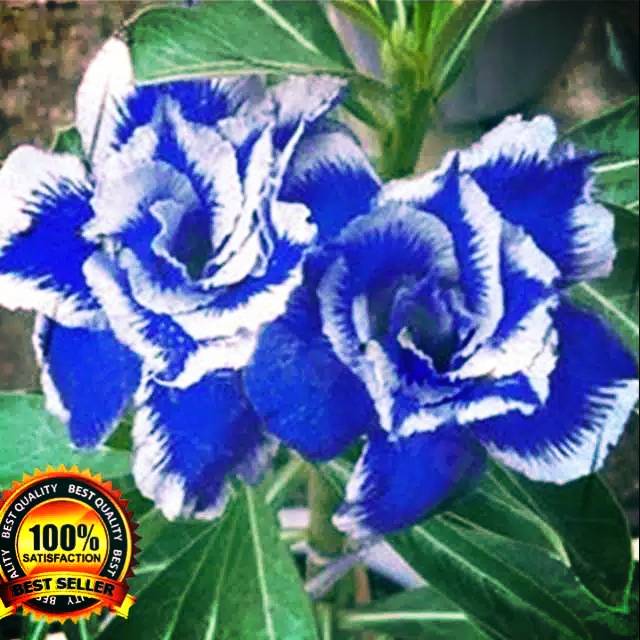 

KHUSUS PROMO!Bibit Adenium Bunga Biru Putih/Land Miracle