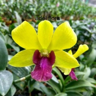 Harga Anggrek Dendrobium Terbaik Taman Perlengkapan Rumah Mei 2021 Shopee Indonesia