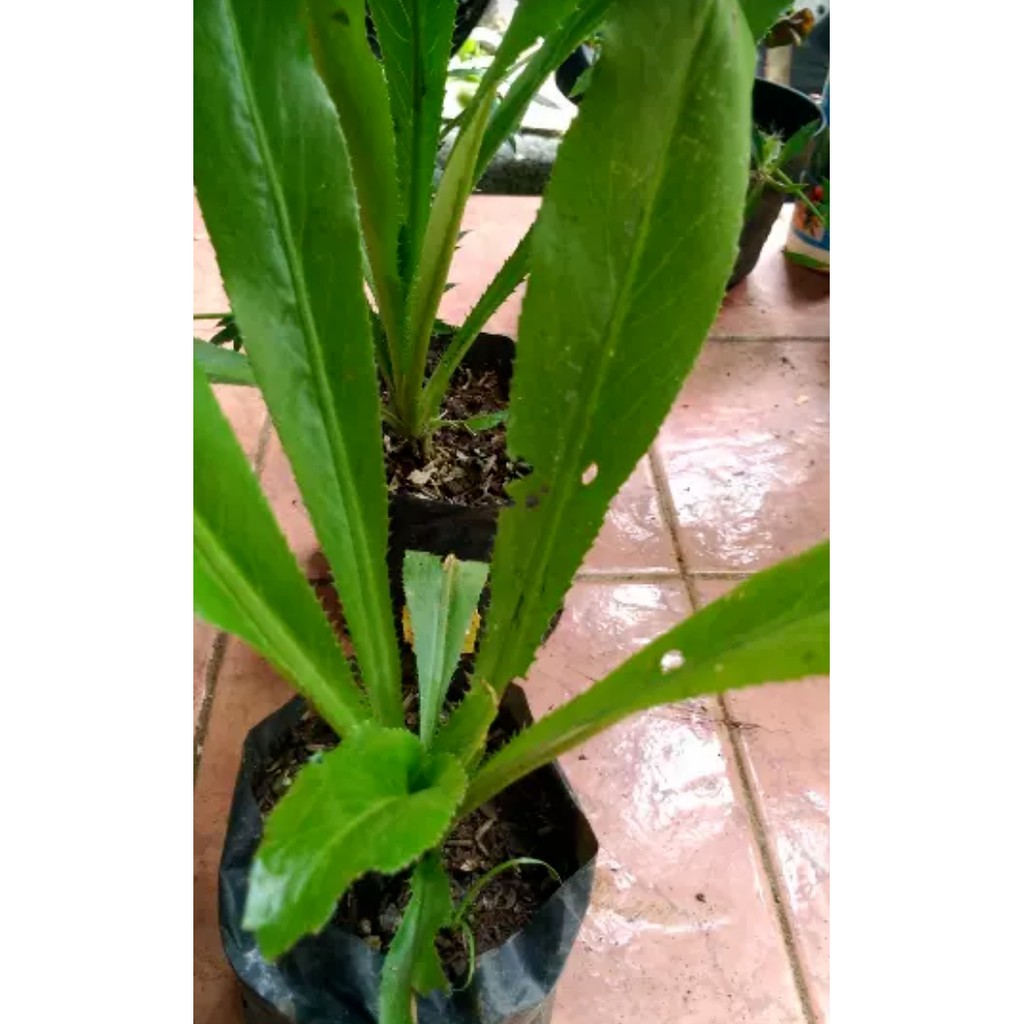 

Daun Walang Sangit Segar 500 gram