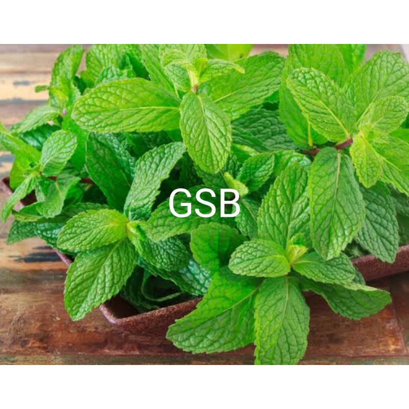 

Daun mint segar 500 gram petik langsung